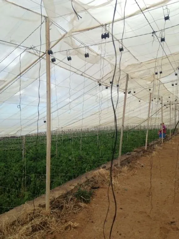 Garden - Land with Greenhouse in Guía de Isora