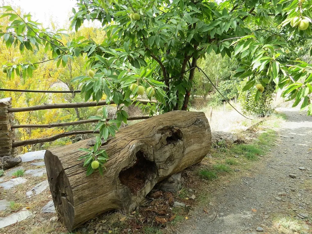 Giardino - High-Quality Mountain Cortijo with Spring in Válor