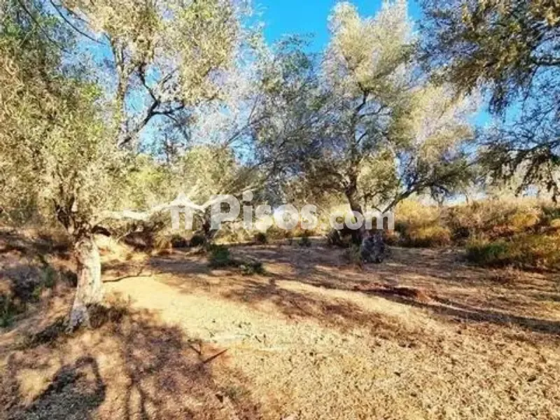 Aed - Rustic House with Olive Grove in La Nava
