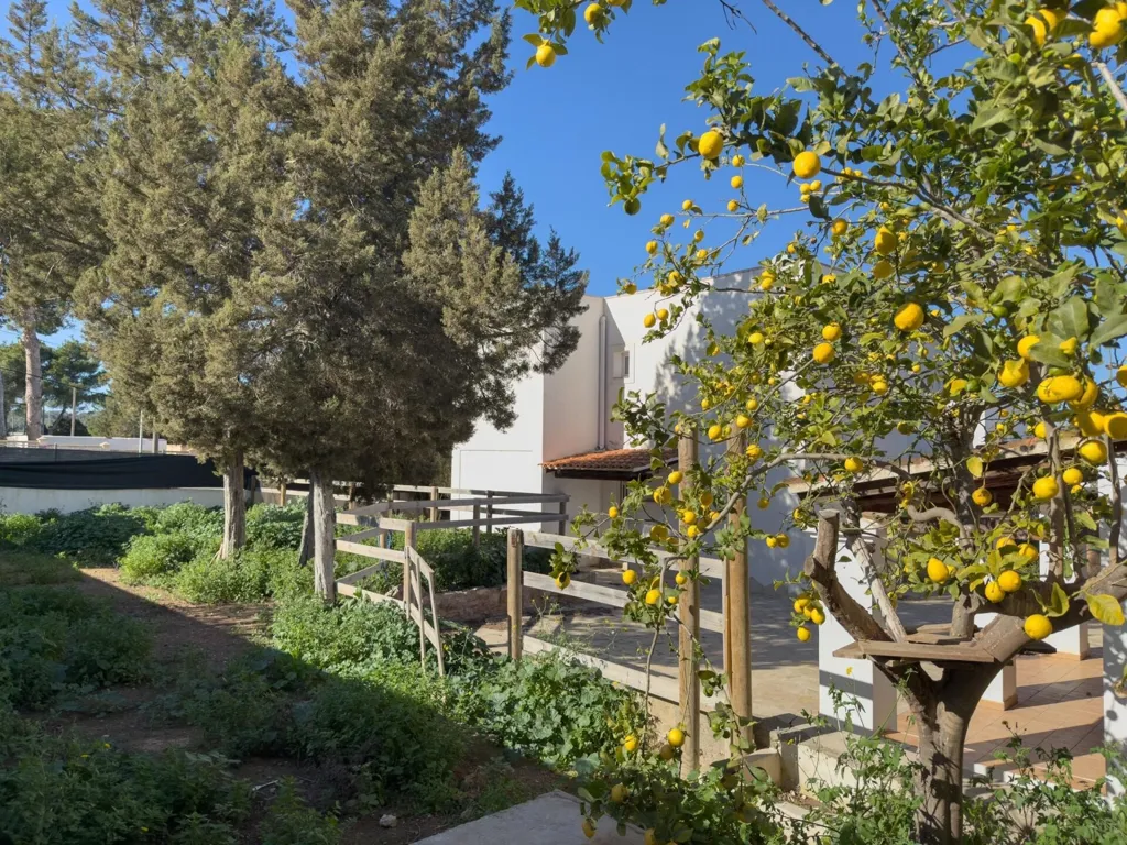 garden