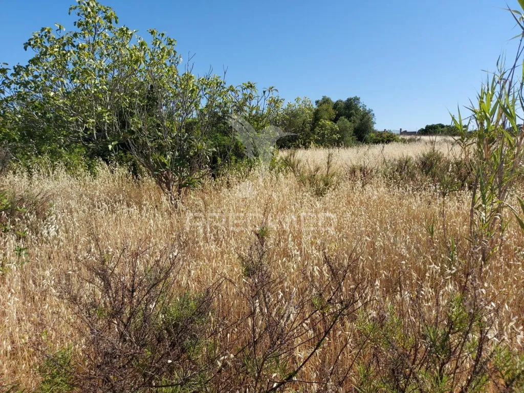 Aed - Delimited Land with Fruit Trees near Lagos