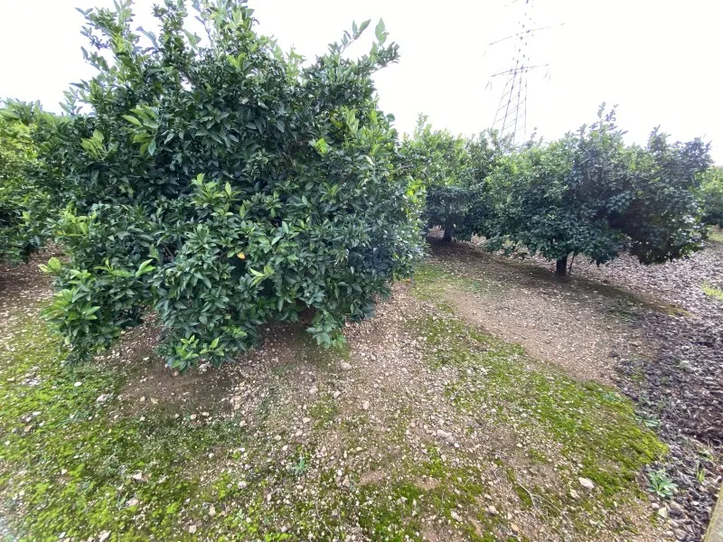 Jardin - Orchard Field with Orange Trees near Anna