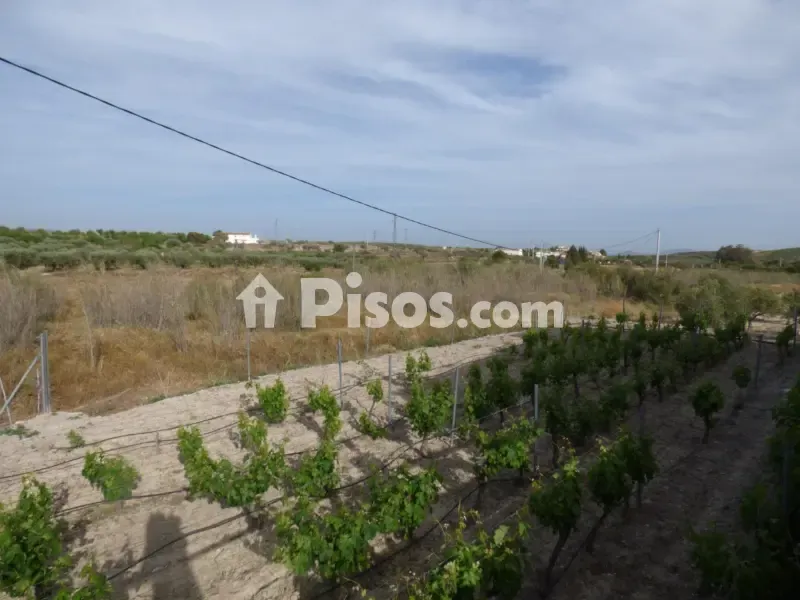 Jardin - Country House with Balsa in Uleila