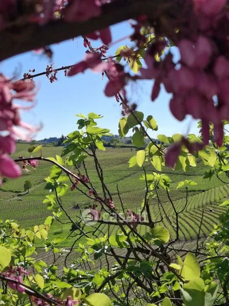 Piedmont Farmhouse with Panoramic View in Moasca