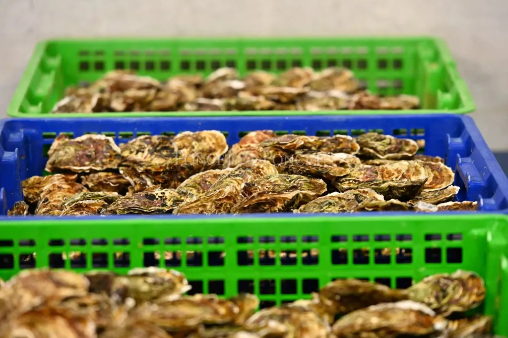 Buanderie - Ferme de Coquillages avec Restaurant sur l'Étang de Thau