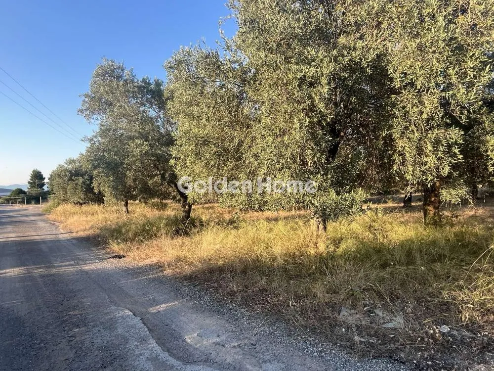 Giardino - Commercial Plot with Olive Trees in Traganá