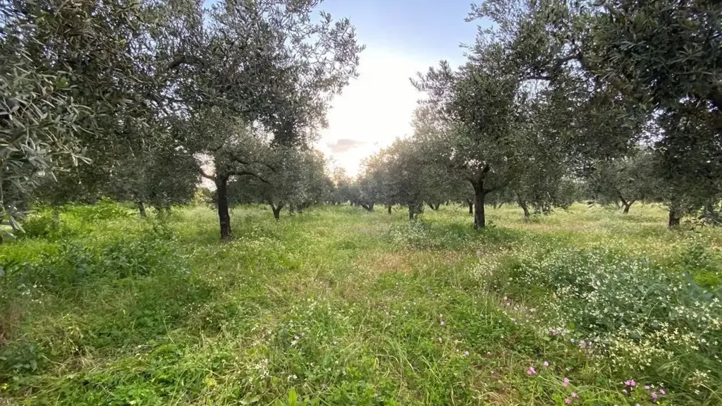 Aed - Olive Grove with Nocellara del Belice, Castelvetrano