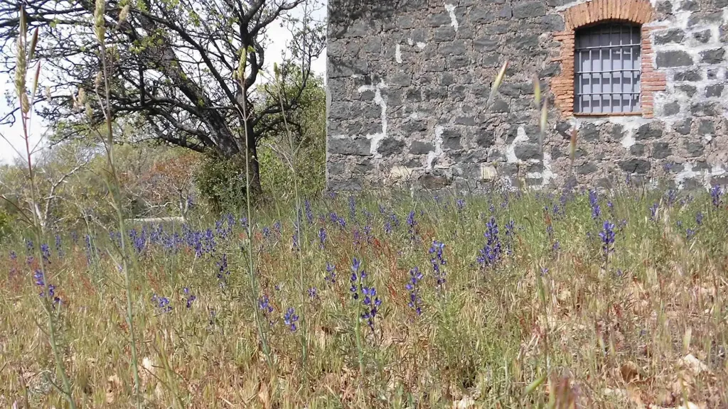 Välivaade - Rustic Cottage with Lava Terrain in Nicolosi