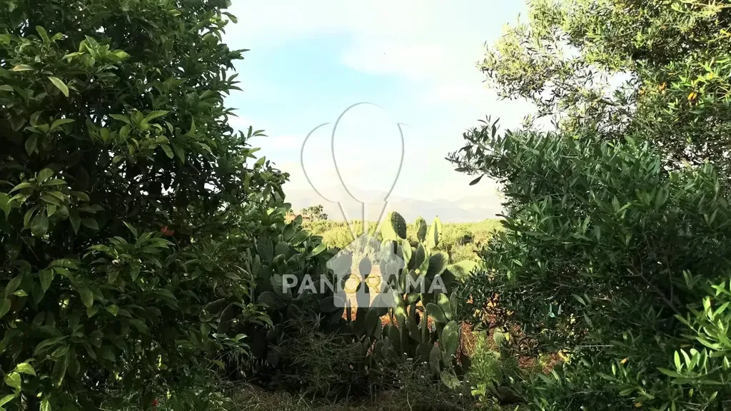 Garden - Villa with Olive Grove in Partinico