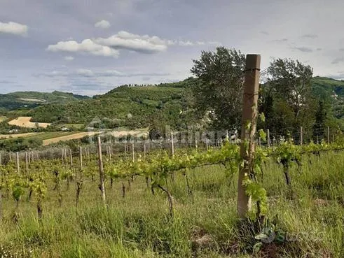 Jardin - Vineyard Farm with Olive Trees near Castrocaro
