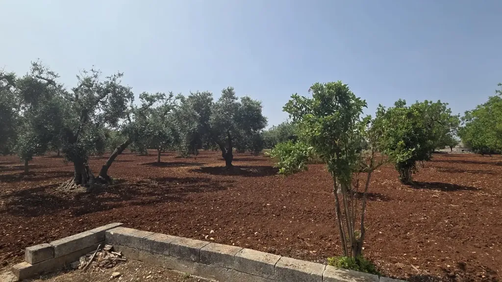 Garden - Trullo Complex for Renovation in Ostuni