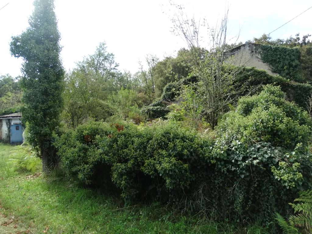 Jardin - Maison en Pierre à Rénover à Illats