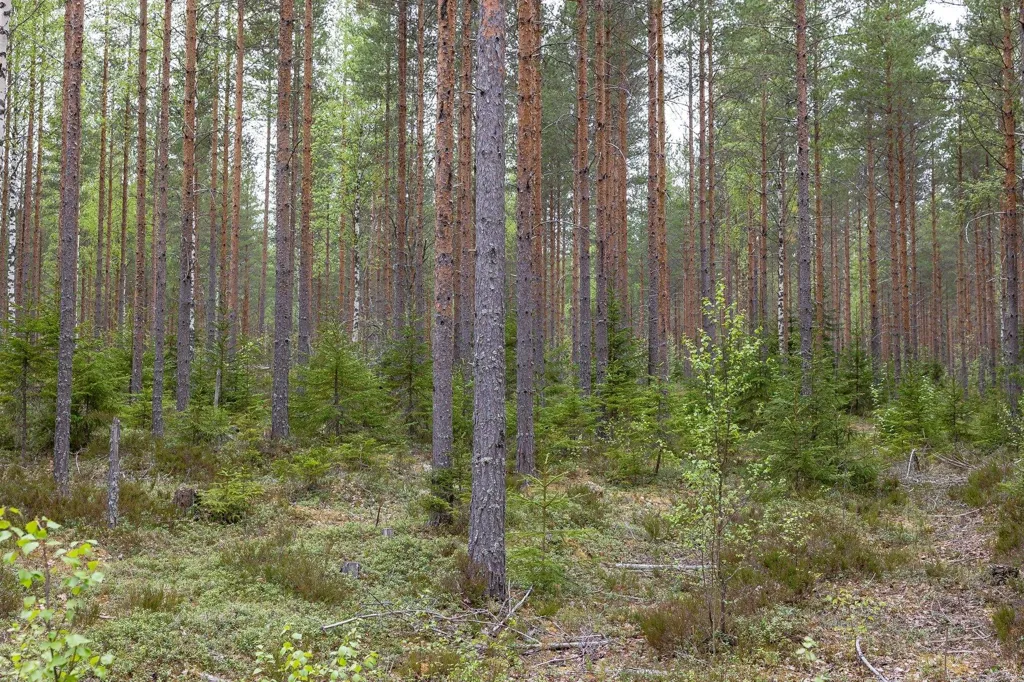 Jardin - Forest Property with Timber in Ljusdal