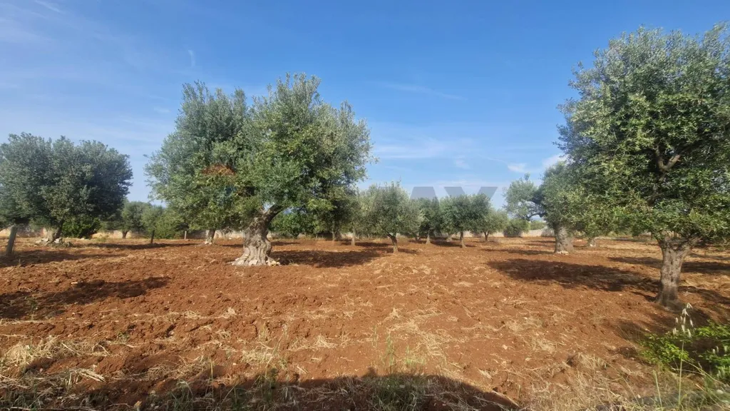 Aed - Rural Building with Olive Grove in Monopoli