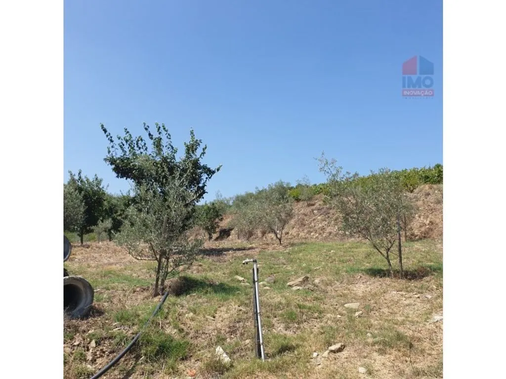 Aed - Luxury House with Olive Grove in Vila Real