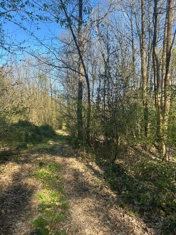 Jardin - Bois Taillis à Vendre à Le Vieil-Baugé