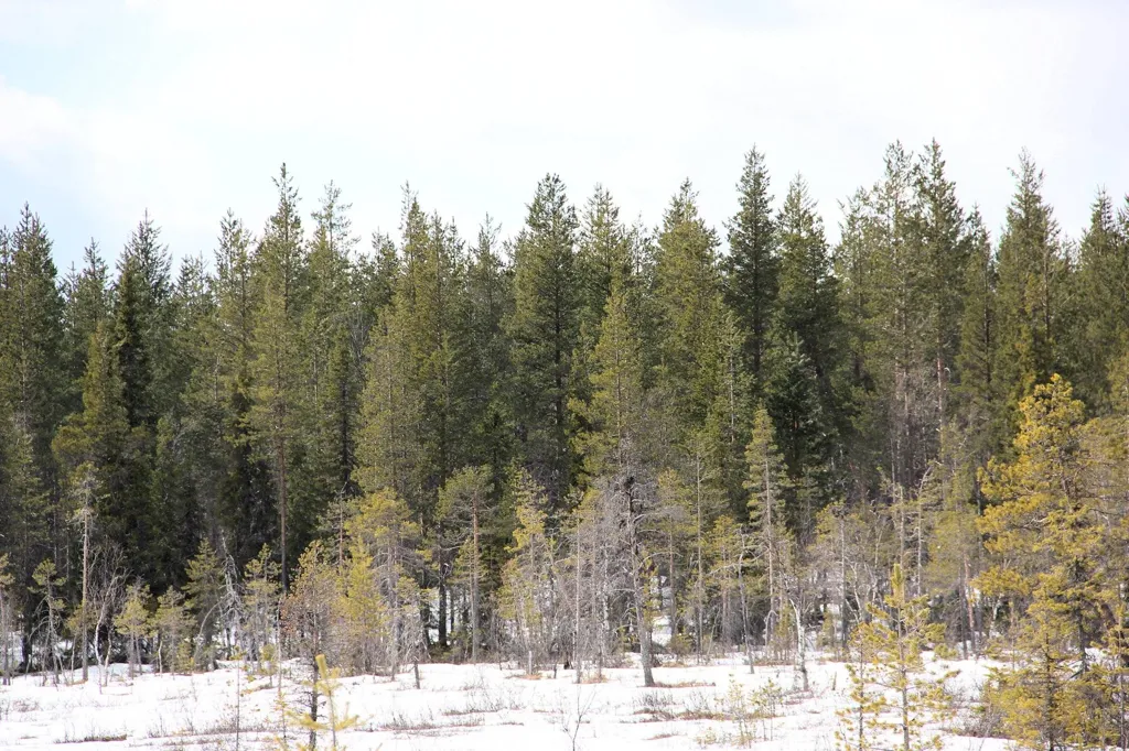 Forest Farm with Hunting in Kangos