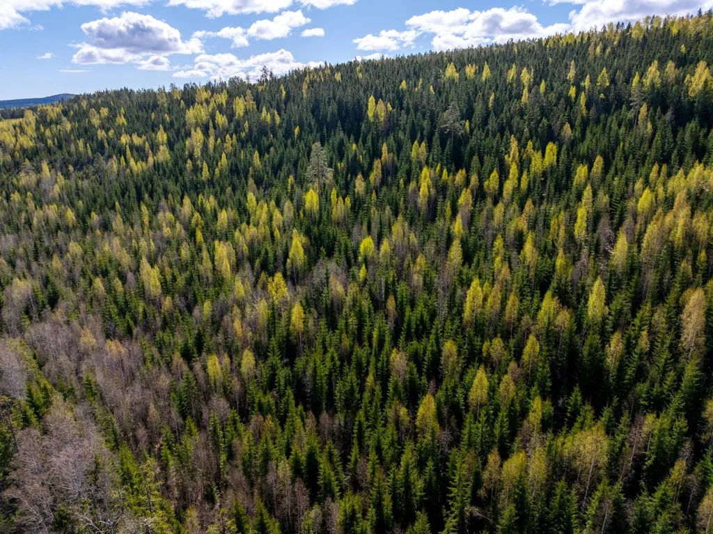 Unbuilt Land with Forest in Sundsvall