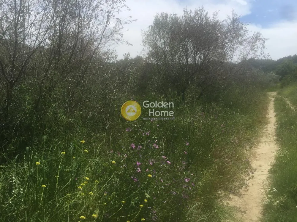Aed - Agricultural Plot with Olive Trees in Avgoria