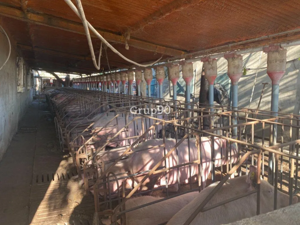Pièces - Pig Farm with Cultivation in Cabanes