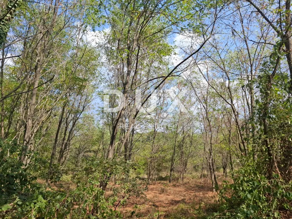 Jardin - Extensive Forest near Kaštelir, Istra
