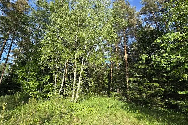 Aed - Country Plot with Forest Access in Koppelmaa