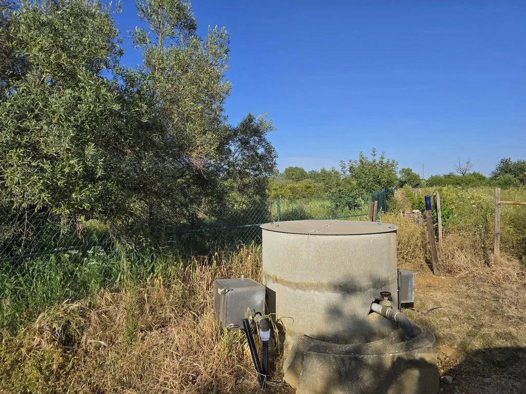 Jardin - Farmhouse with Fruit Trees near Tavira