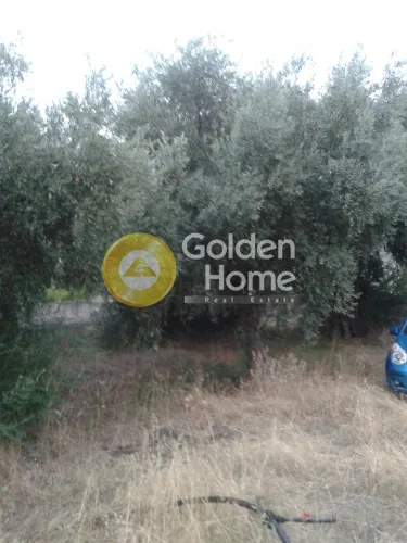 Aed - Plot with Olive Trees in Skroponéri, Boeotia