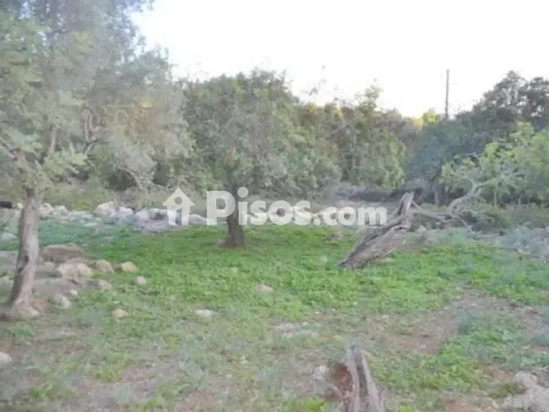 Jardin - Rustic House with 360° Views in Sa Pobla
