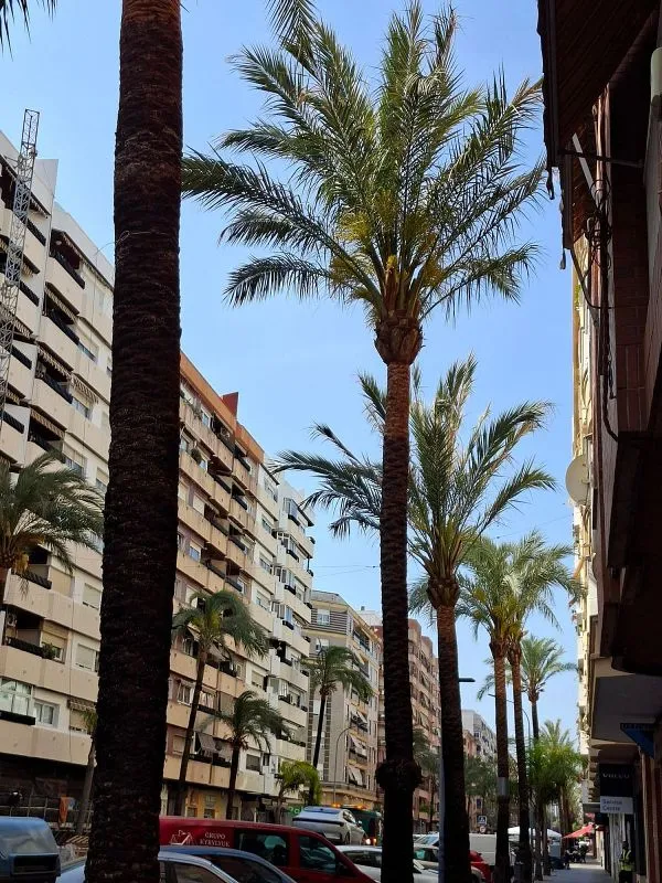 Apartment with Terrace in Gandia Centre