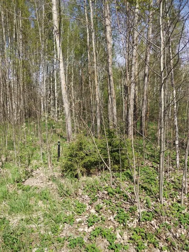 Aed - Undeveloped Plot near Virojoki Centre