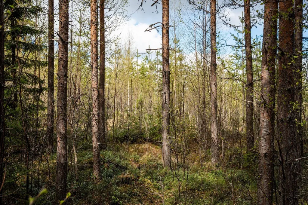 Jardin - Forest Farm with Timber Rights in Östra Jämtland