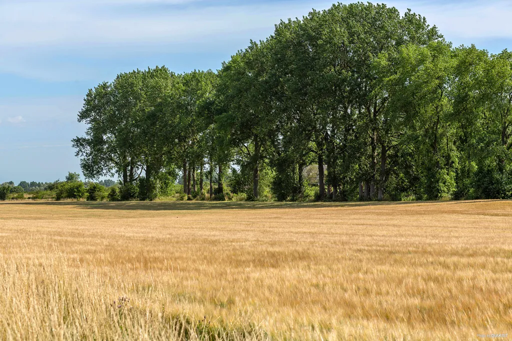 Aed - Large Natural Plot with Farmhouse in Simrishamn