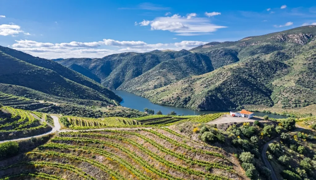 Vineyard with Riverfront in Douro Superior