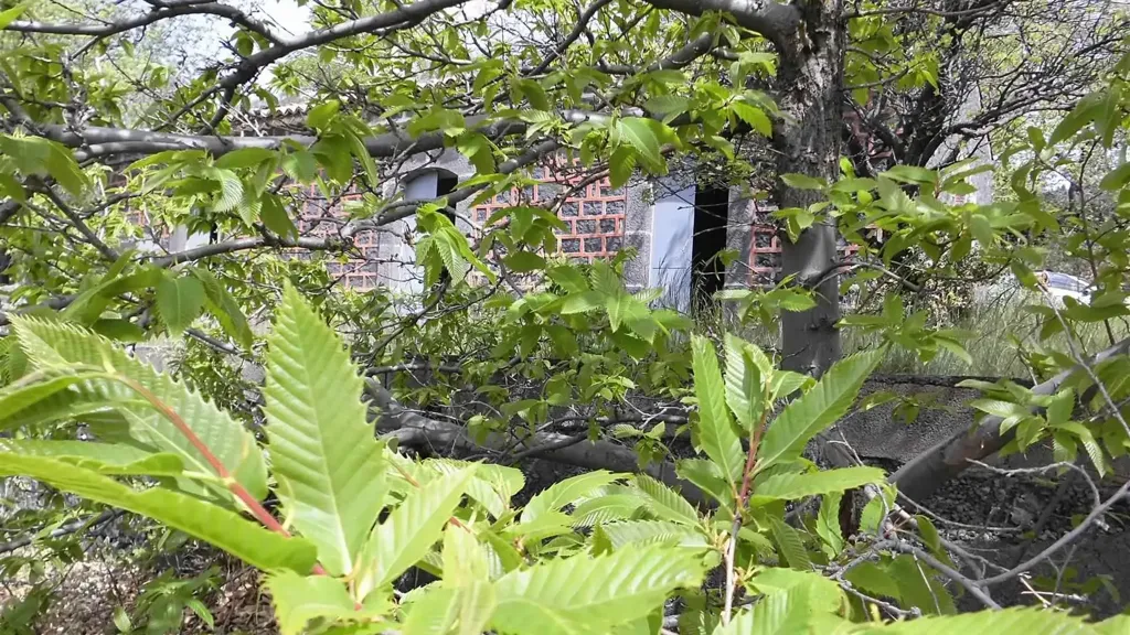 Aed - Rustic Cottage with Lava Terrain in Nicolosi