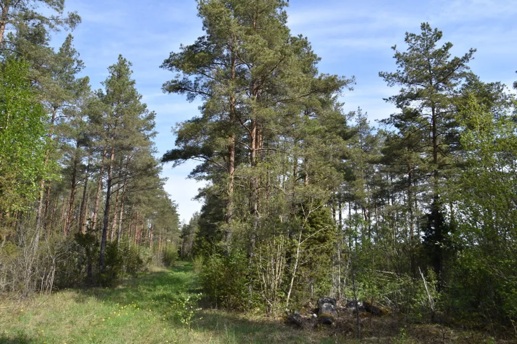 Jardin - Forested Land with Access Road in Väike-Võhma, Saaremaa