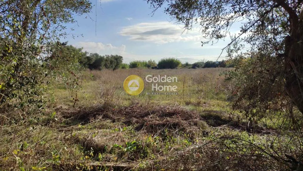 Garden - Agricultural Plot with Olive Trees in Gastouni Centre