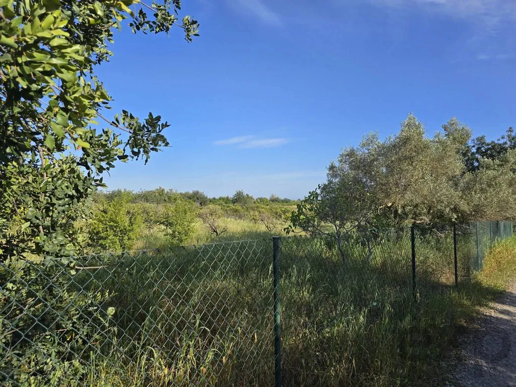 Jardin - Farmhouse with Fruit Trees near Tavira