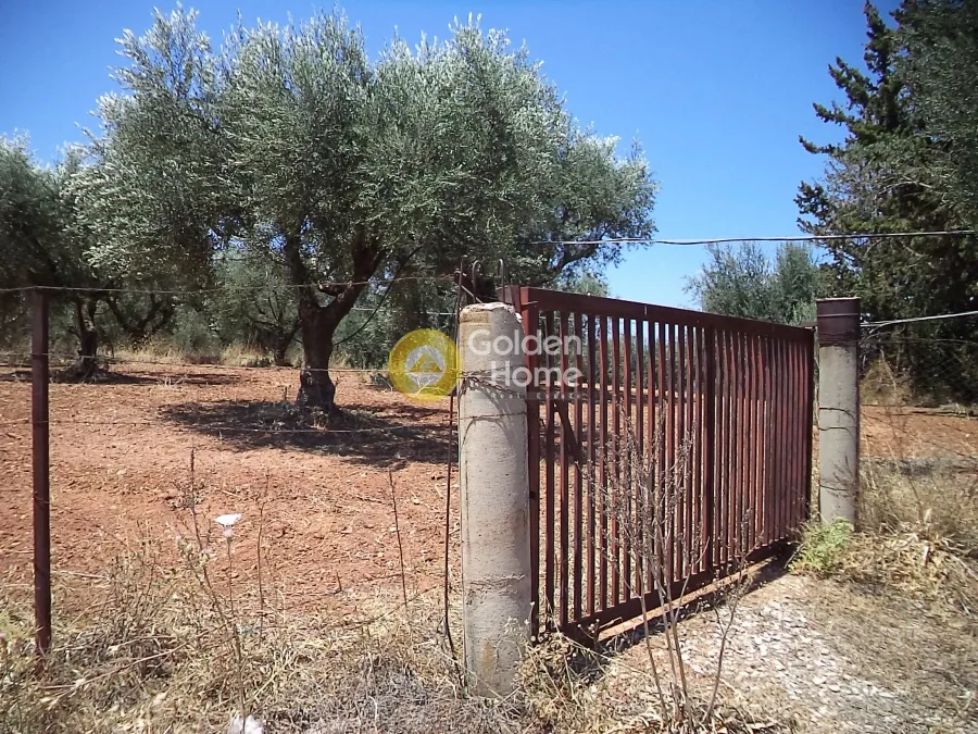 Garden - Agricultural Plot with Olive Trees in Egio Centre