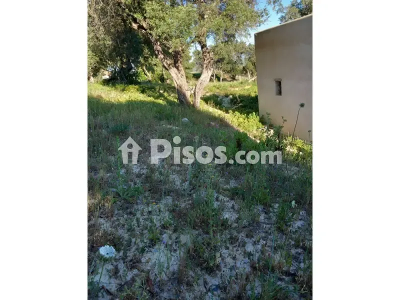 Jardin - Rustic Finca with Olive Trees in Vejer de La Frontera