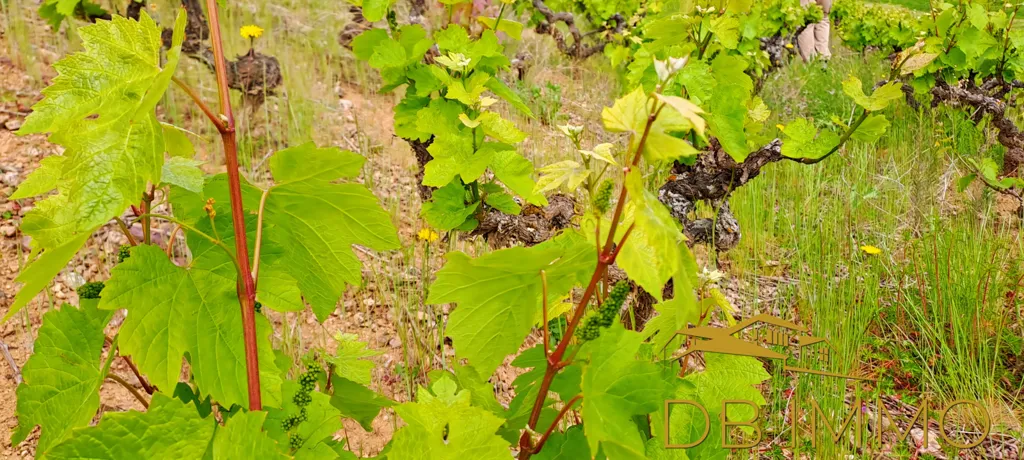 Jardin - Vignes AOC Juliénas dans le Beaujolais