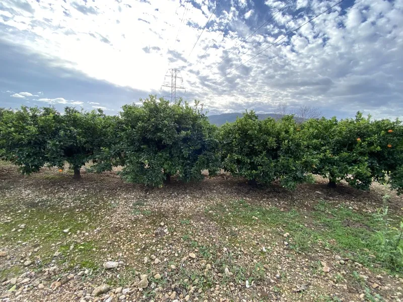 Jardin - Orchard Field with Orange Trees near Anna