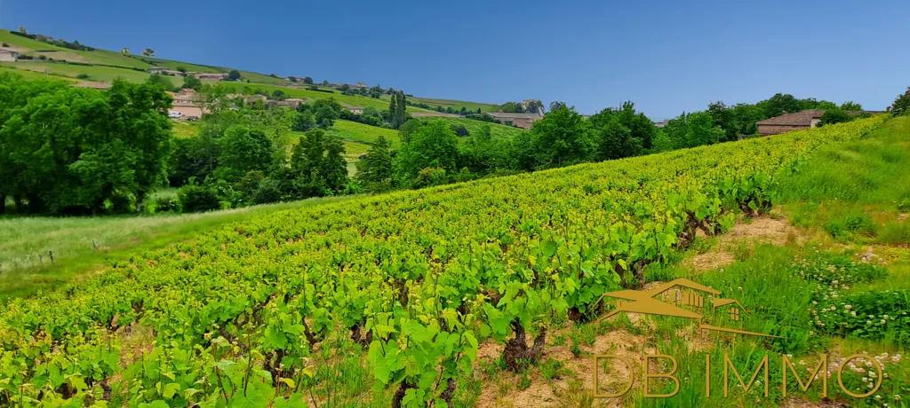 Vignes AOC Juliénas dans le Beaujolais