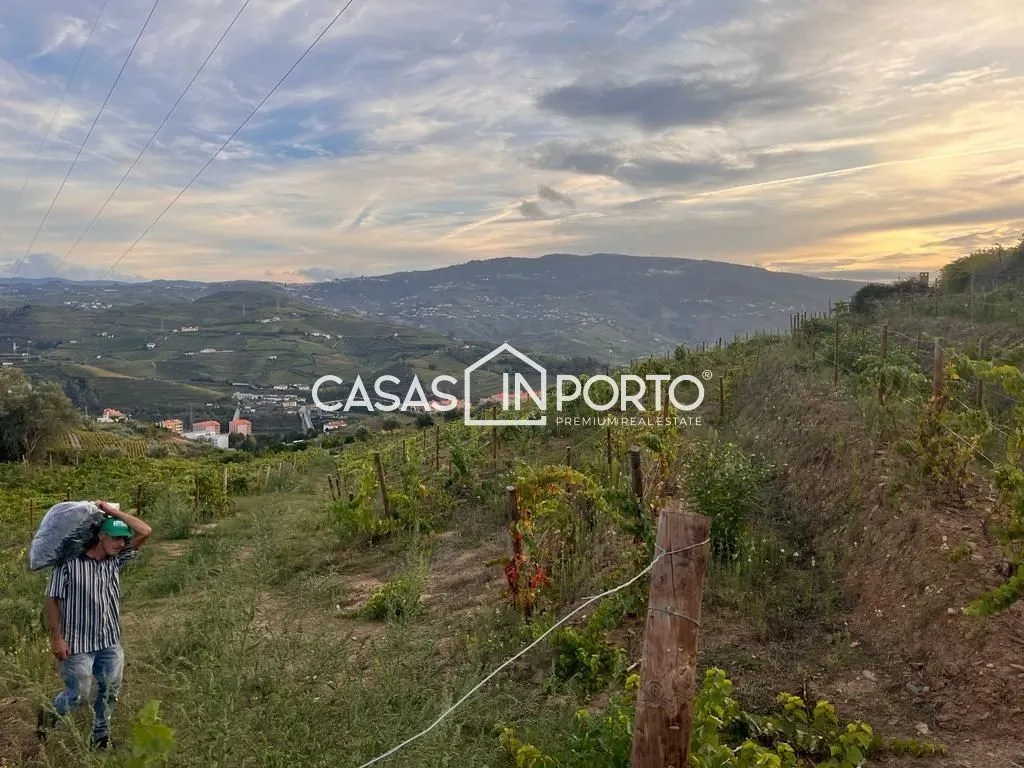 Aed - Luxury Farmhouse with Vineyard in Peso da Régua