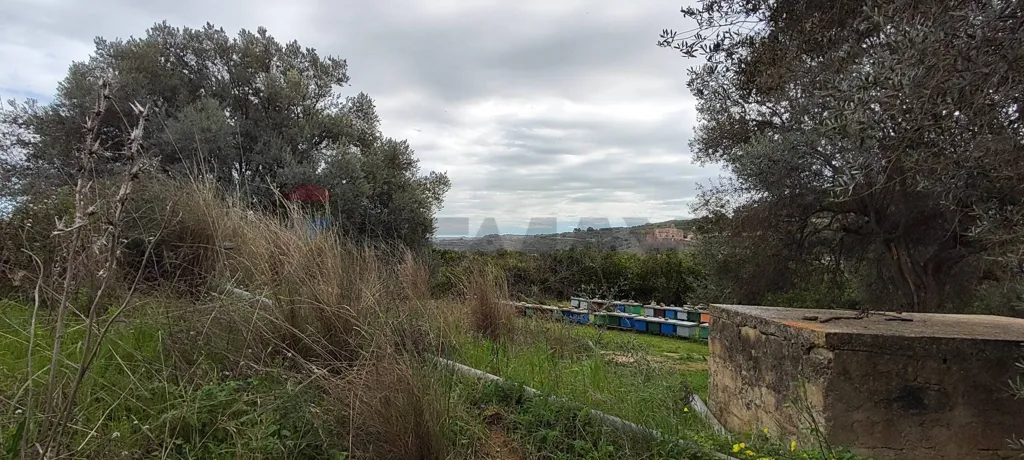 Jardin - Agricultural Plot with Olive Trees in Grammichele