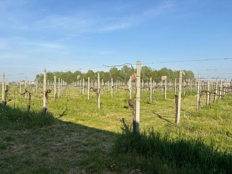 Villa con piscina e vista vigneto a Carpi