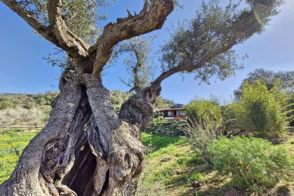 Garden - Rustic Cottage with Pool in Coín