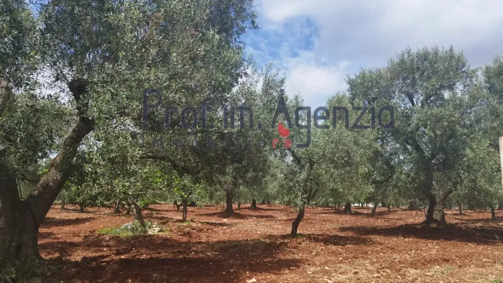 Aed - Rustic Property with Olive Grove in Carovigno