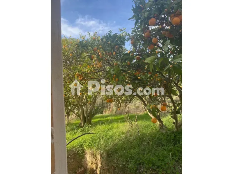 Jardin - Rustic Finca with Olive Trees in Vejer de La Frontera
