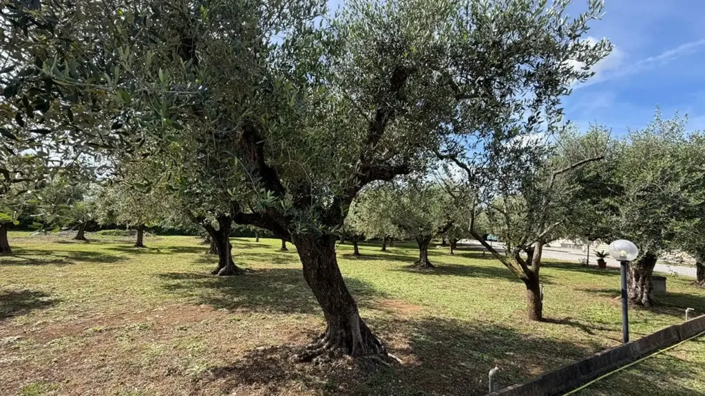 Giardino - Rustic Villa with Olive Grove in Lanuvio
